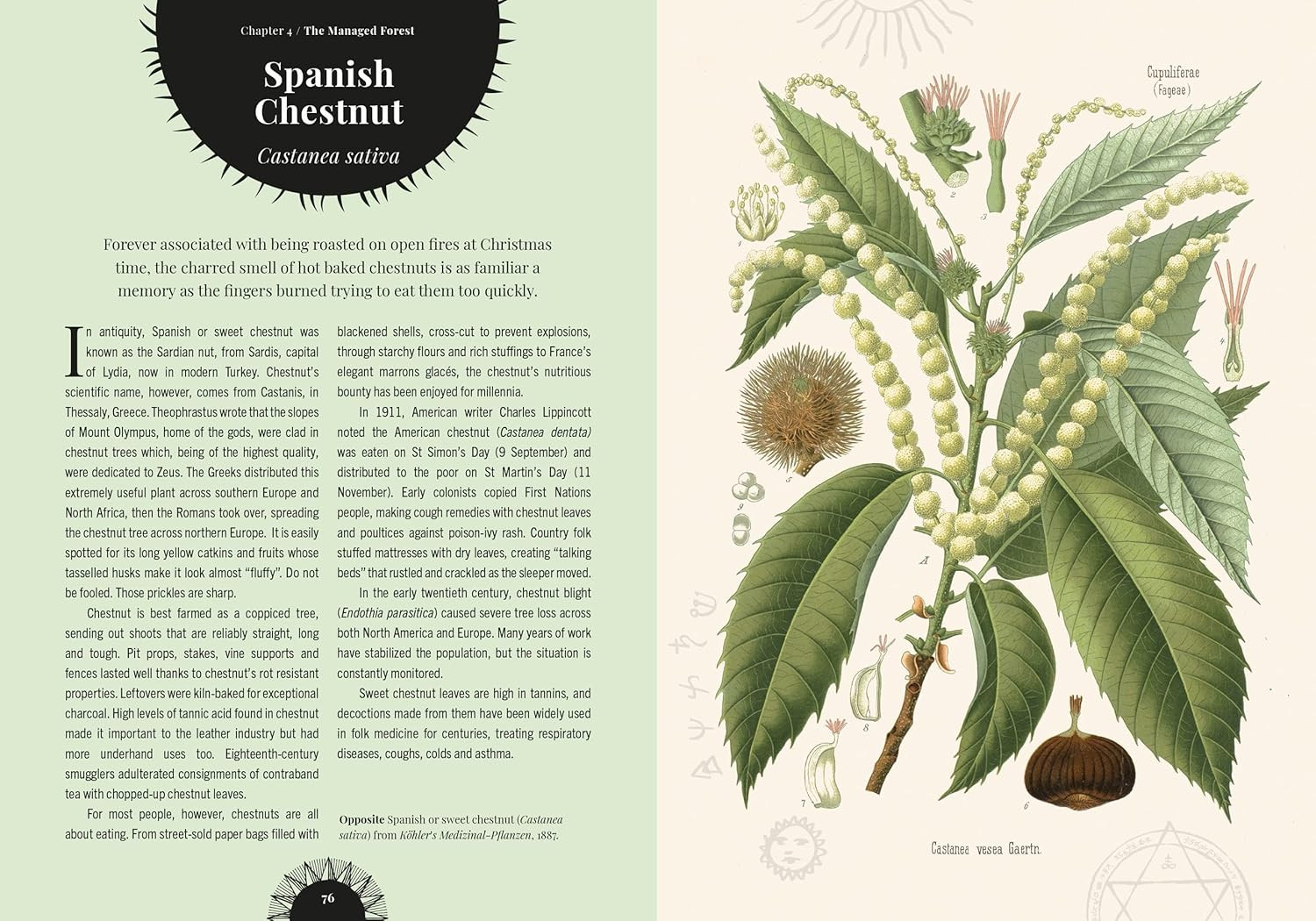 Witch’s Forest: Trees in magic, folklore and traditional remedies (Royal Botanic
