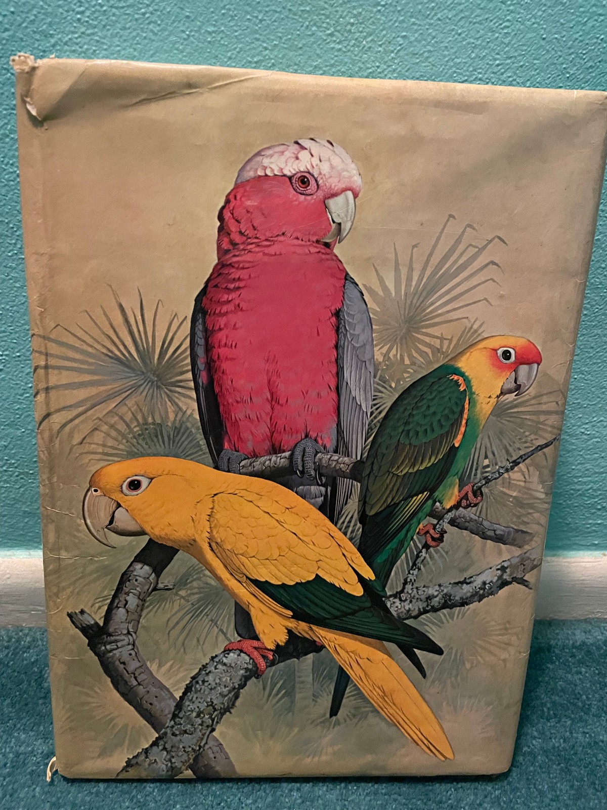 PARROTS OF THE WORLD Forshaw/Cooper 1973 First Edition ISBN 0385056281